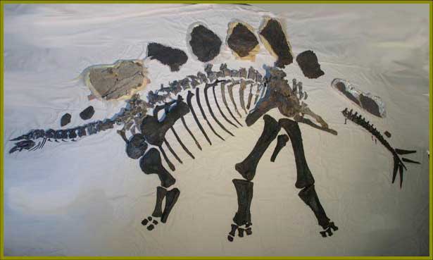 Fully prepared Stegosaurus specimen